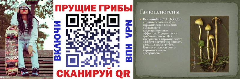 Псилоцибиновые грибы Psilocybine cubensis  Купить где  Среднеуральск 
